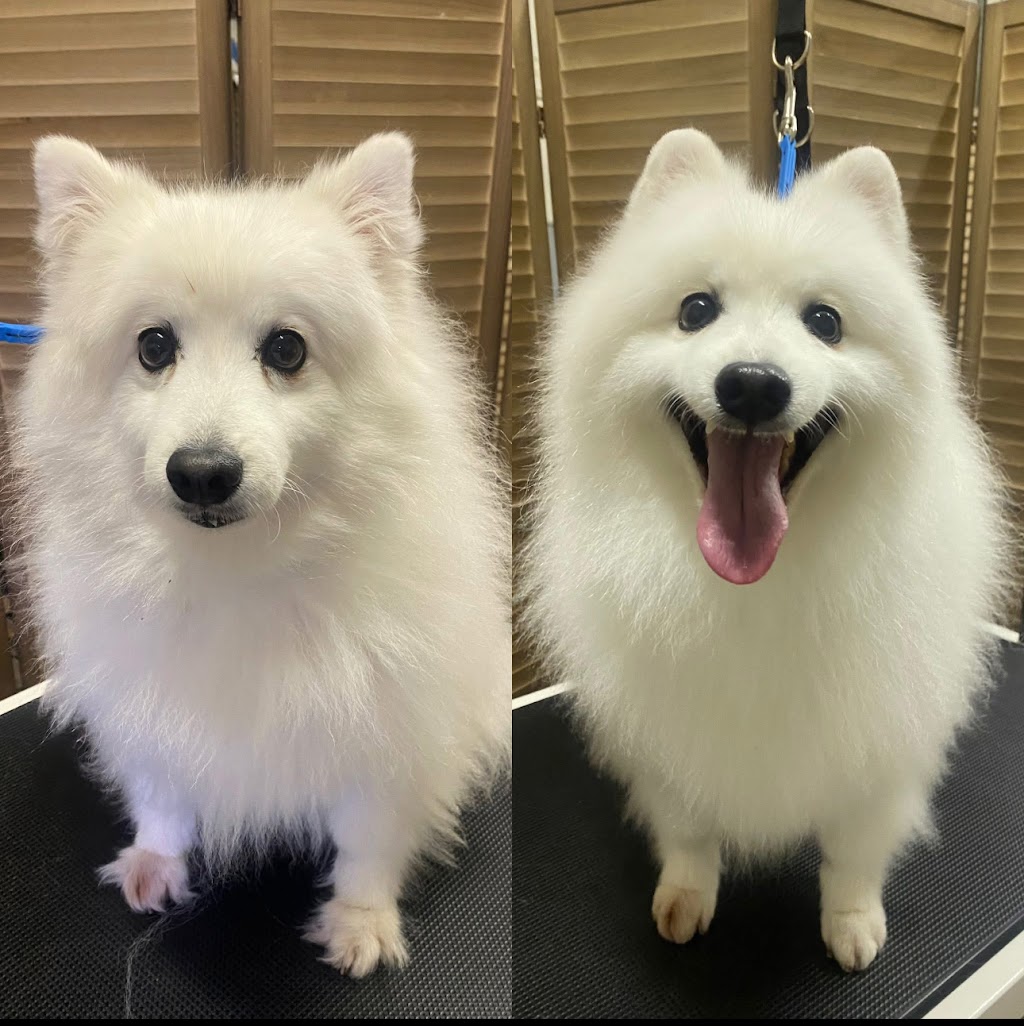 Fetch & Co Dog Grooming Salon | 10 Sara St, Toronto NSW 2283, Australia | Phone: 0419 598 509