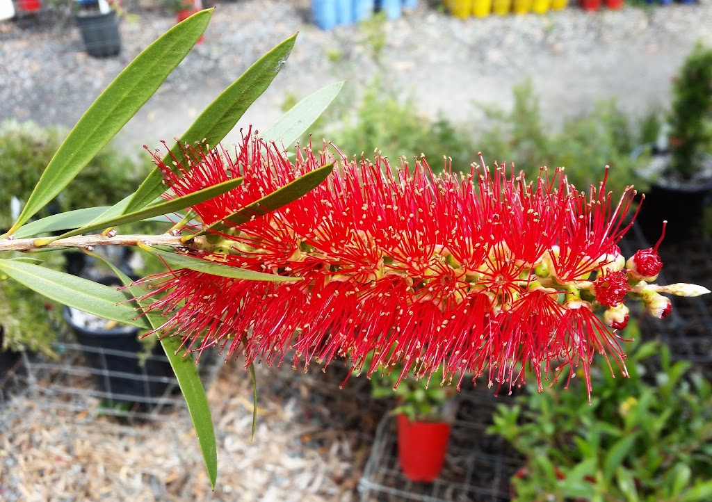 Redbreast Plants |  | 1709 Channel Hwy, Margate TAS 7054, Australia | 0362672871 OR +61 3 6267 2871