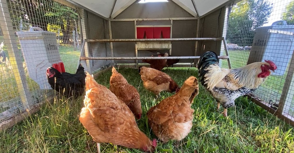 Cluckington | 396 Tschampions Rd, Macclesfield VIC 3782, Australia | Phone: 0414 868 655