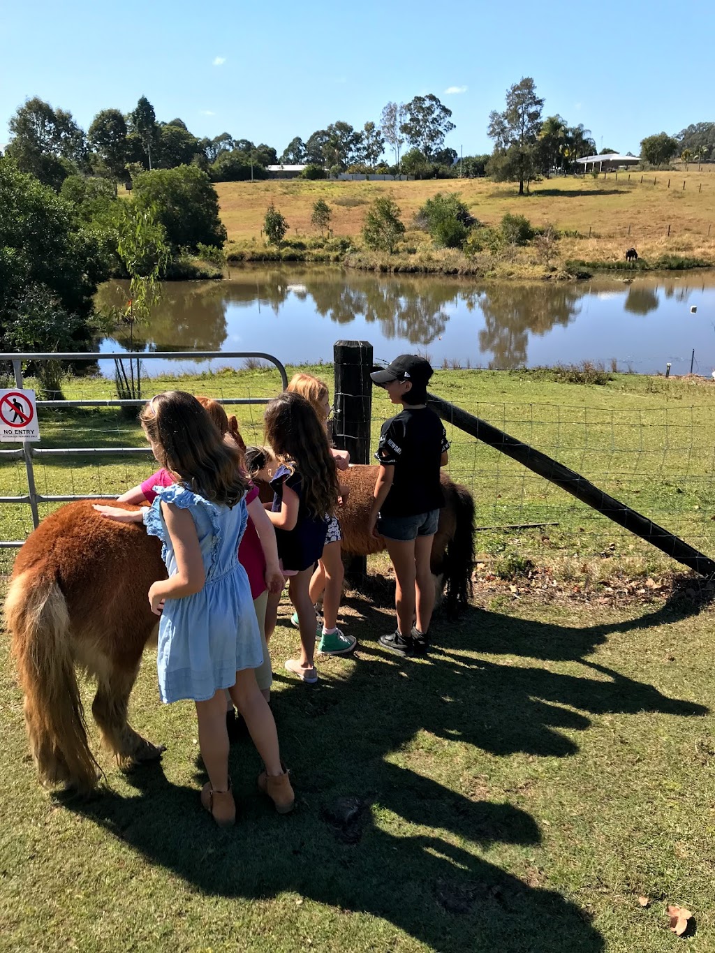 Hinterland Feijoas | 131 Browns Rd, Belli Park QLD 4562, Australia | Phone: 0409 829 899