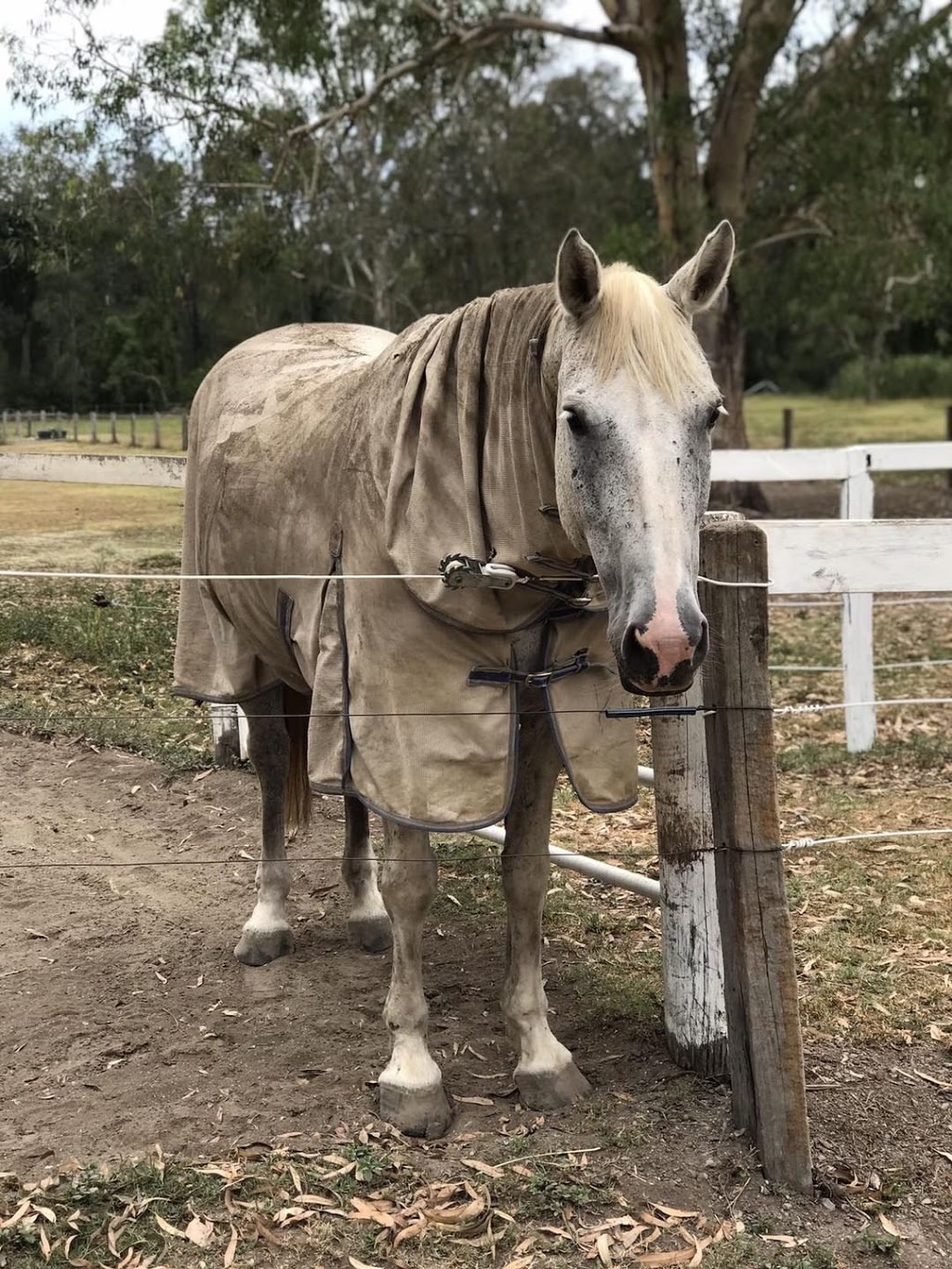 Arundel Park Riding for Disabled | 387 Brisbane Rd, Coombabah QLD 4216, Australia | Phone: (07) 5594 0305