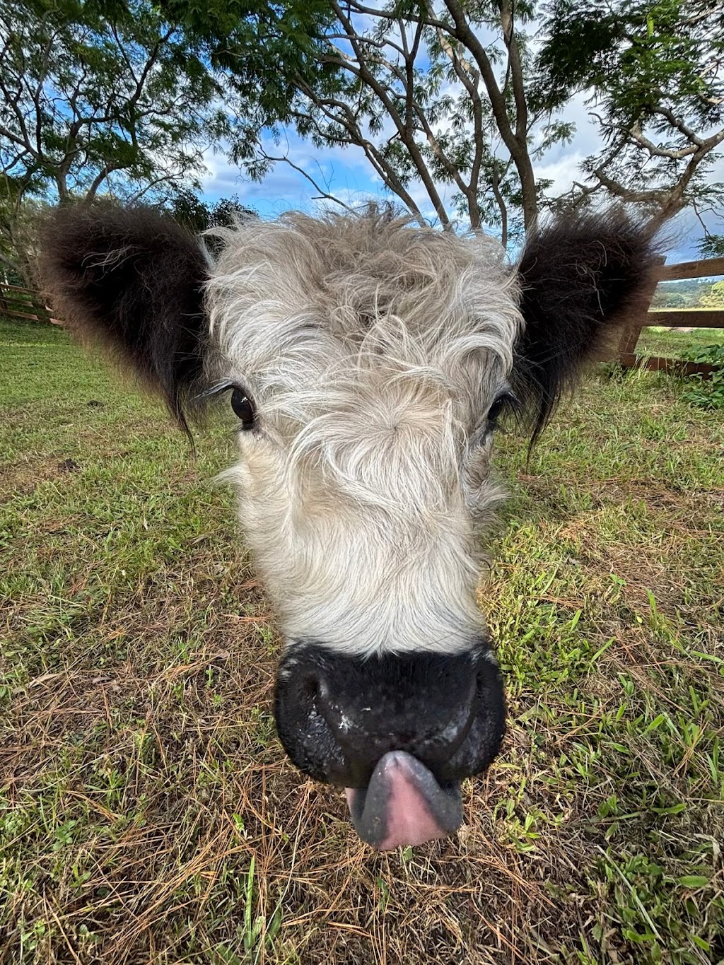 Gilston Galloways | 822 Gilston Rd, Gilston QLD 4211, Australia | Phone: 0414 642 968
