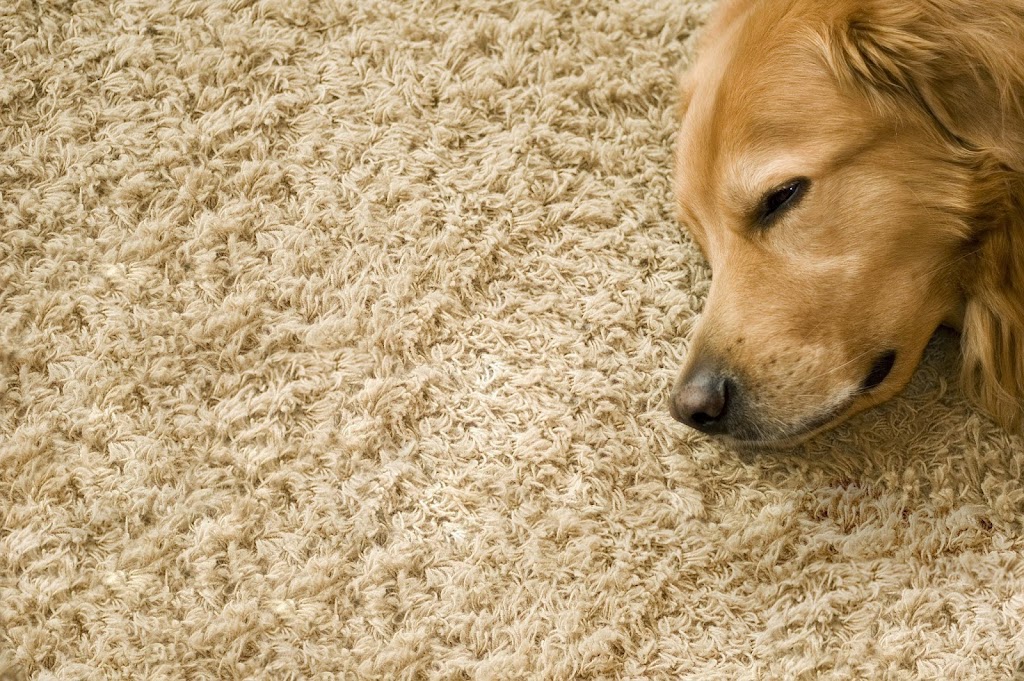 Carpet Cleaning Mornington Peninsula | 709 Esplanade, Mornington VIC 3931, Australia | Phone: 1300 365 602