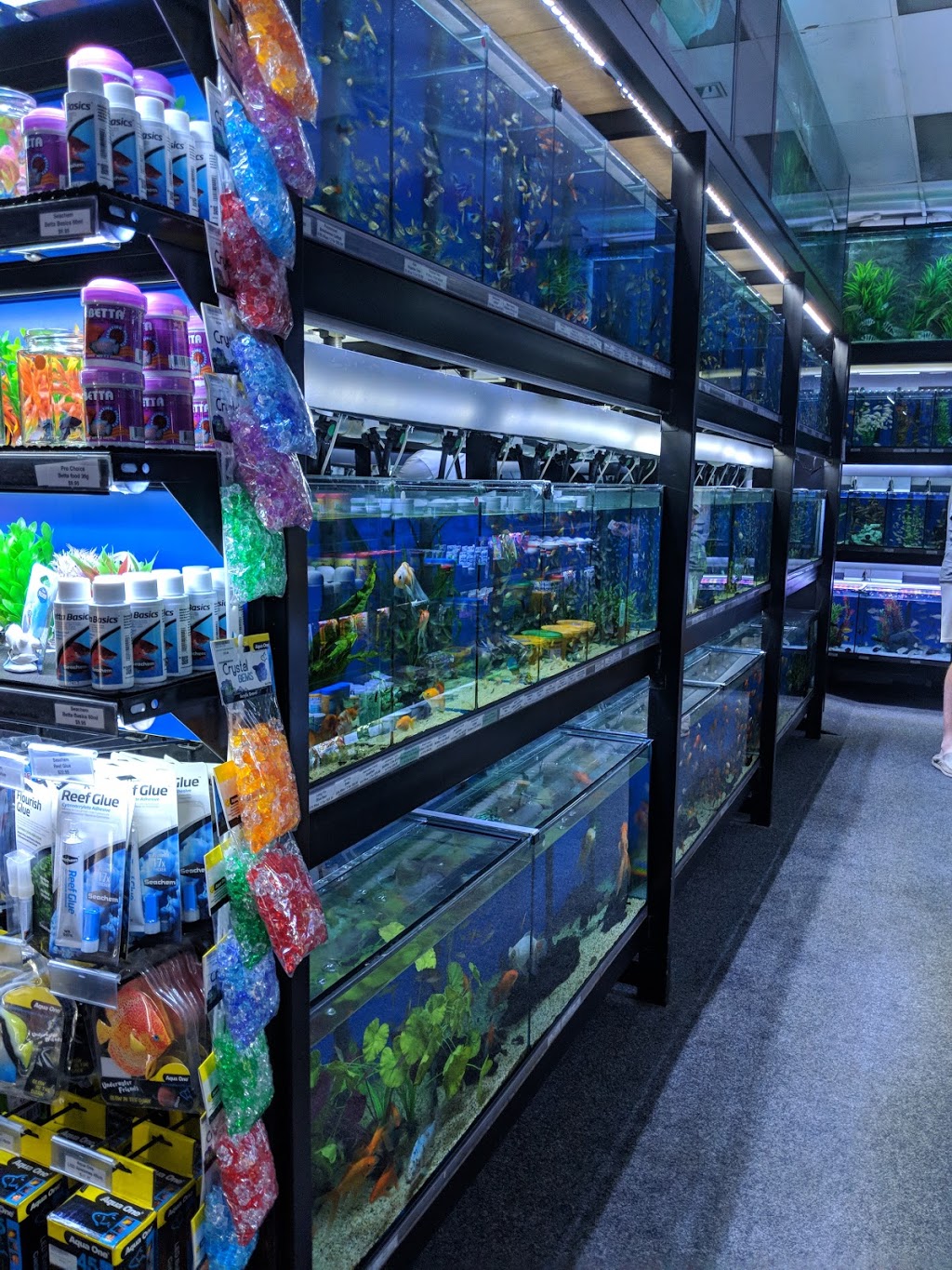 Smiths Aquarium | pet store | 2421 Sandgate Rd, Boondall QLD 4034, Australia | 0738651133 OR +61 7 3865 1133