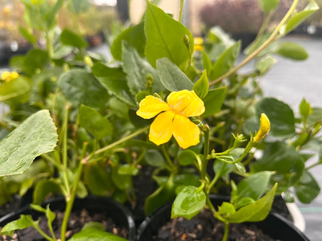 Bambra Native Plants | 85 Draytons Rd, Bambra VIC 3241, Australia | Phone: 0407 101 516