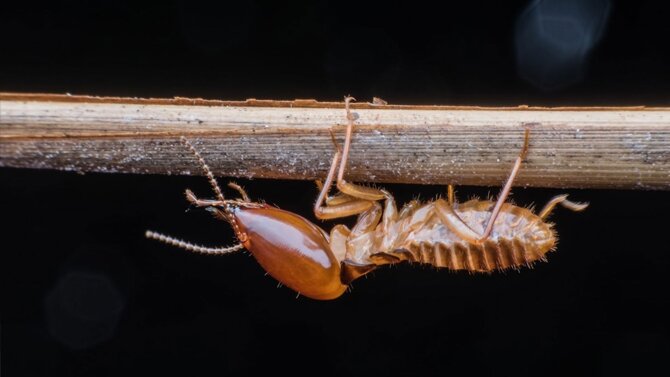 Allbugs Termite Management Services | 162 Birdwood Rd, Holland Park West QLD 4121, Australia | Phone: (07) 3324 0111