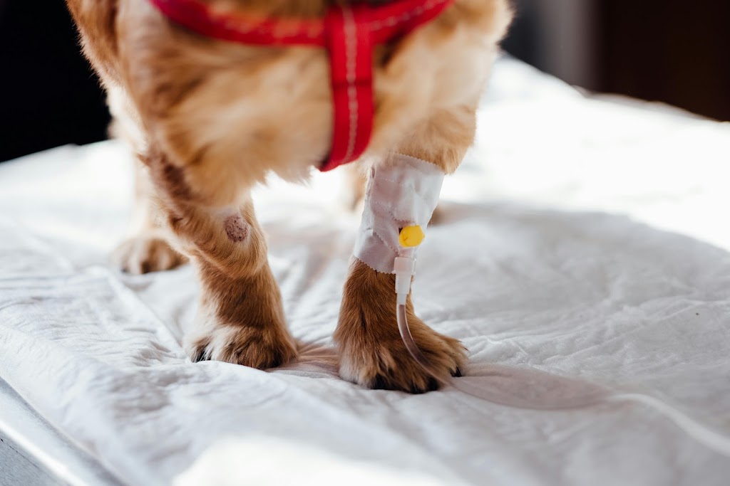 Samford Emergency & Day Vets 24/7 | 1 Serendipity Dr, Samford Valley QLD 4520, Australia | Phone: (07) 3289 9073