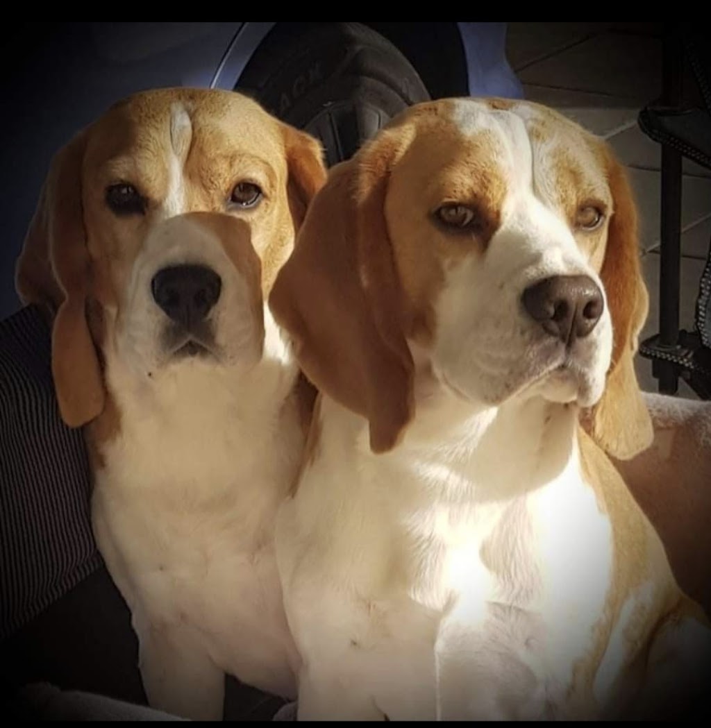 Marburg Veterinary Clinic | 159 Edmond St, Marburg QLD 4346, Australia | Phone: (07) 5307 9888