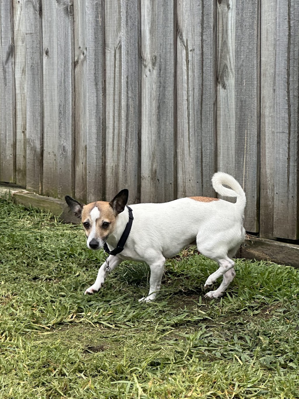 Lisas Little Angels Animal Care | 8A Biyung St, Fletcher NSW 2287, Australia | Phone: 0479 199 278