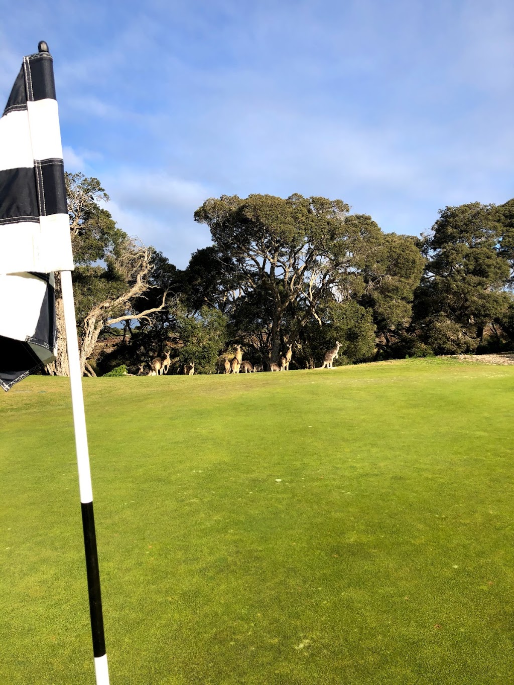 Queenscliff Golf Club |  | Golf Course Rd, Swan Island VIC 3225, Australia | 0352584344 OR +61 3 5258 4344