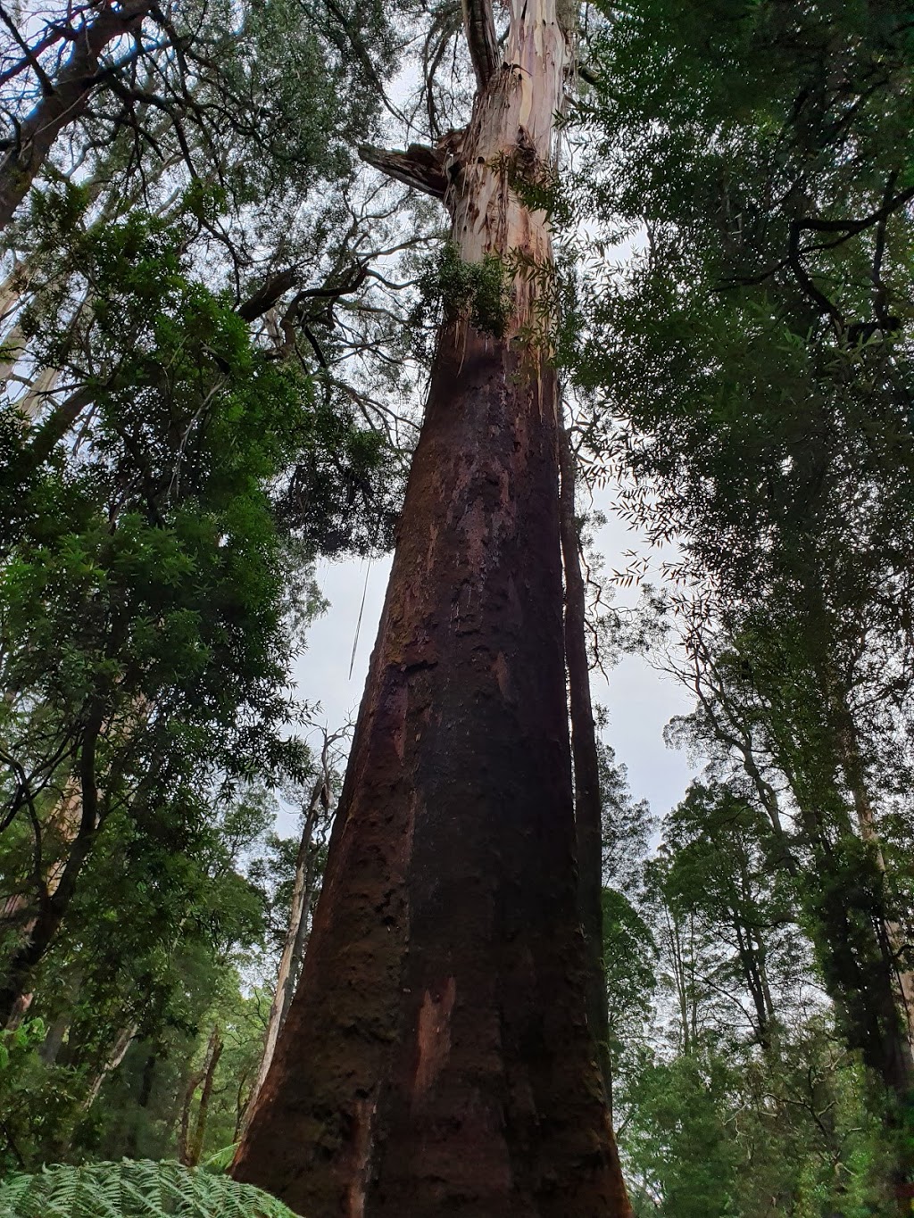 Otway Fly Treetop Adventures | 360 Phillips Track Beech Forest, Weeaproinah VIC 3237, Australia | Phone: (03) 5235 9200