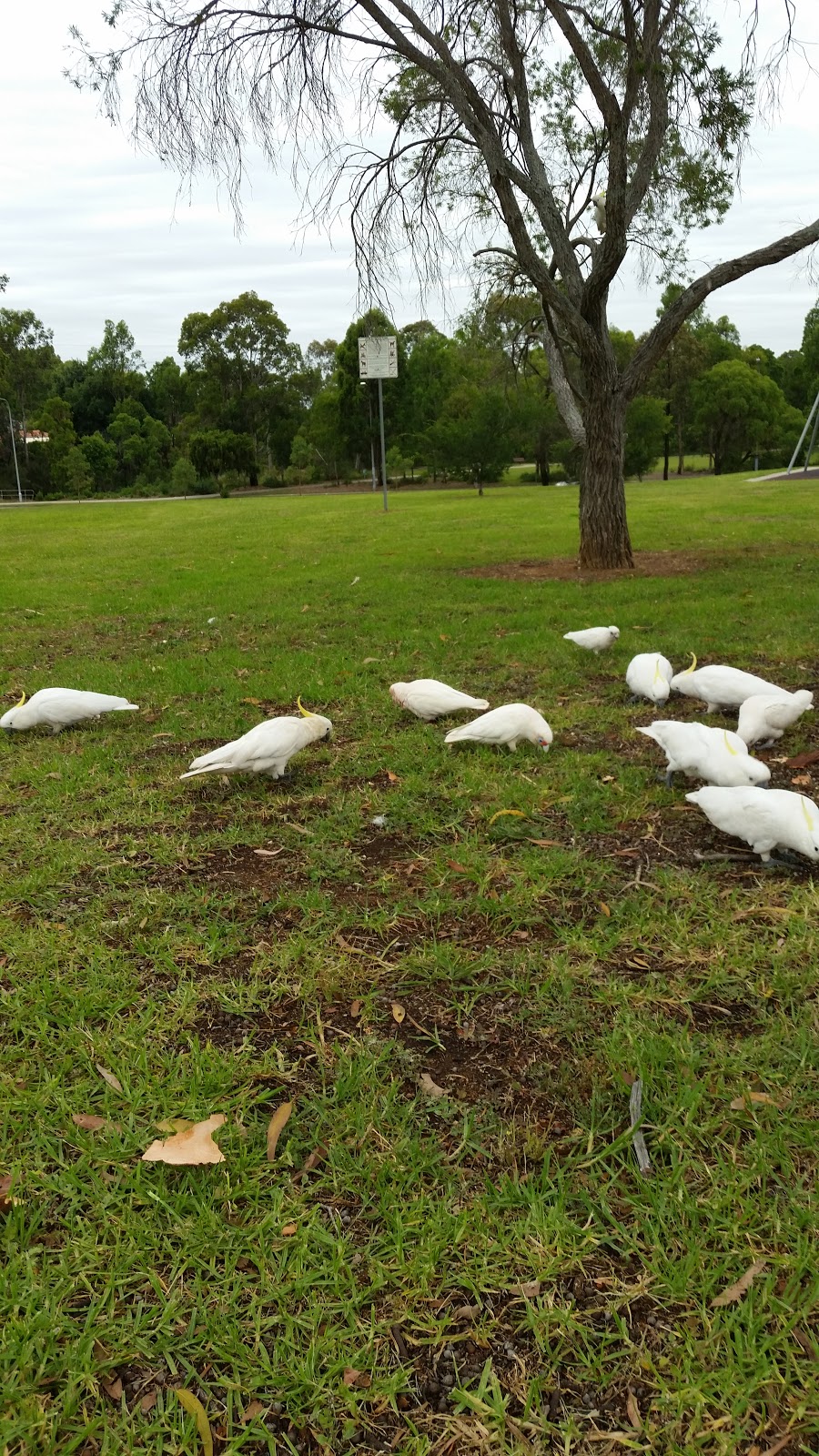 Pearce Reserve | Whitby Rd, Kings Langley NSW 2147, Australia | Phone: (02) 9839 6000