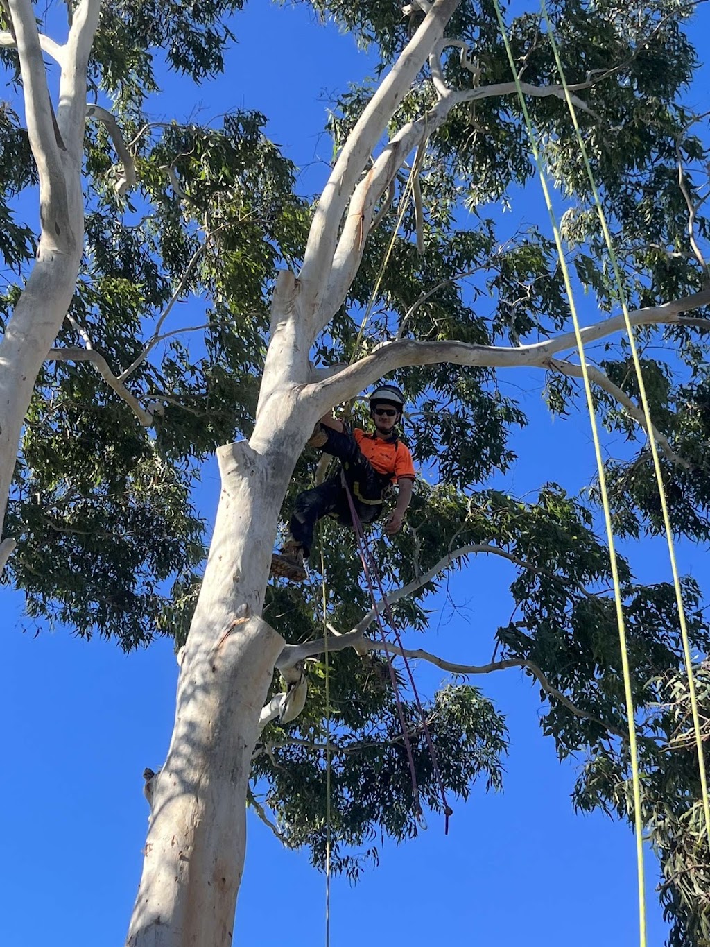 EziClip Tree Service | 14 Fernleigh Pl, New Lambton Heights NSW 2305, Australia | Phone: 0472 977 737