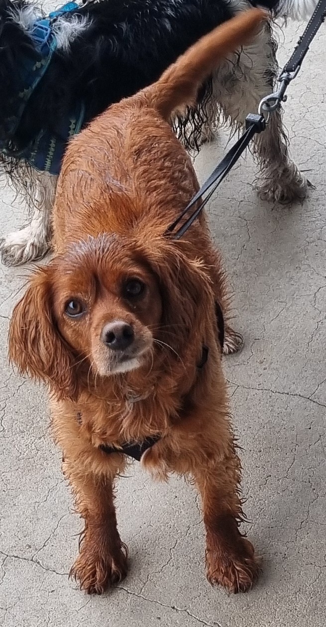 Hunters Doggy Daycare & Shop | 29 Blackbutts Rd, Frenchs Forest NSW 2086, Australia | Phone: 0415 693 337