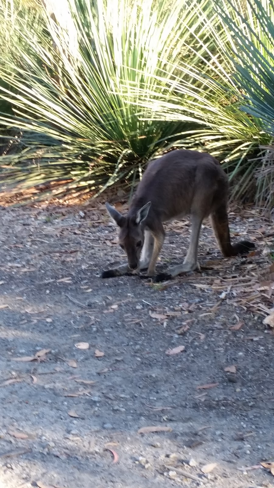 Trig Campground | Tent Rock Rd, Deep Creek SA 5204, Australia | Phone: (08) 8204 1910