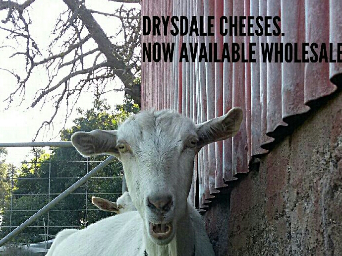 Drysdale Cheeses | store | 1 Scotchmans Rd, Bellarine VIC 3221, Australia | 0437816374 OR +61 437 816 374