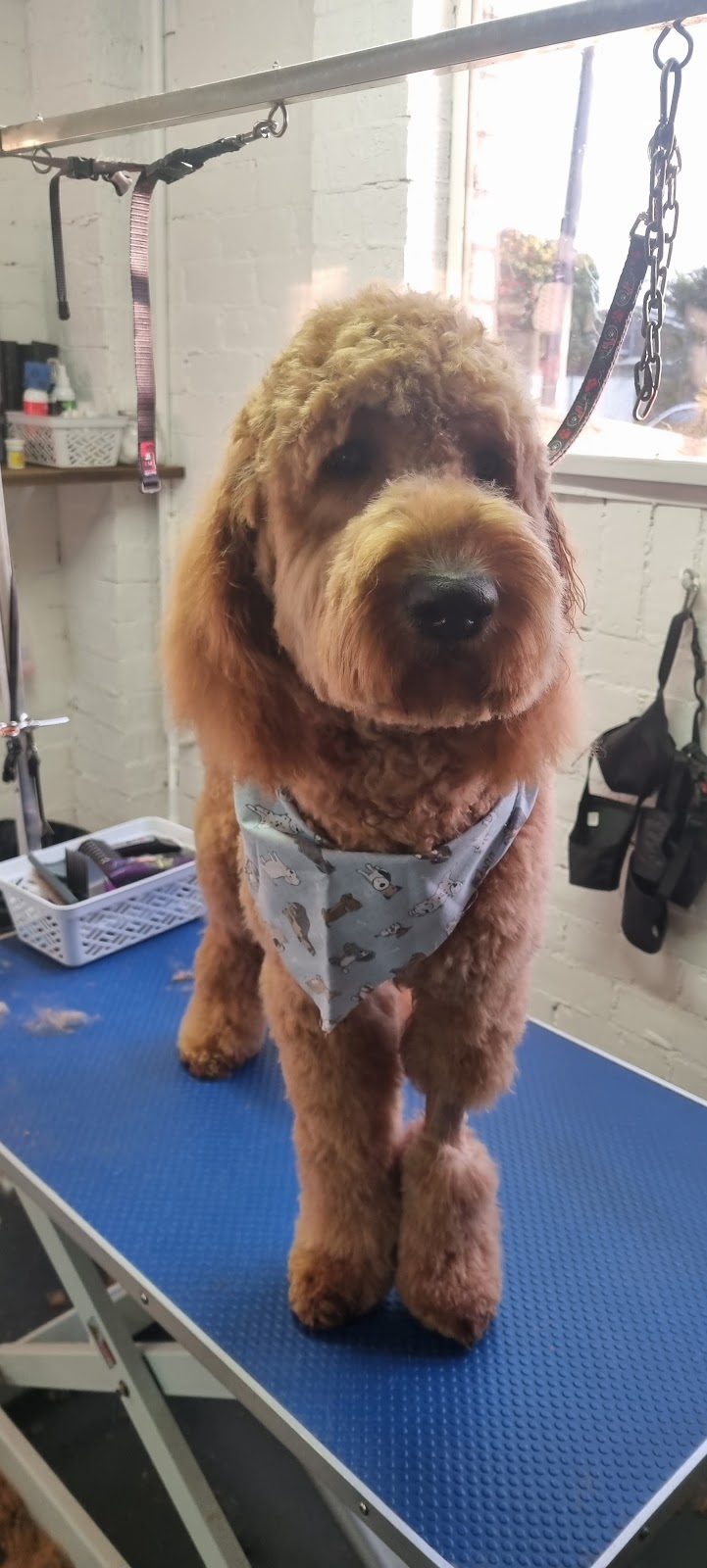 Pawtastic Pet Grooming | 6 Hanalei Ave, Chittaway Bay NSW 2261, Australia | Phone: 0431 335 095