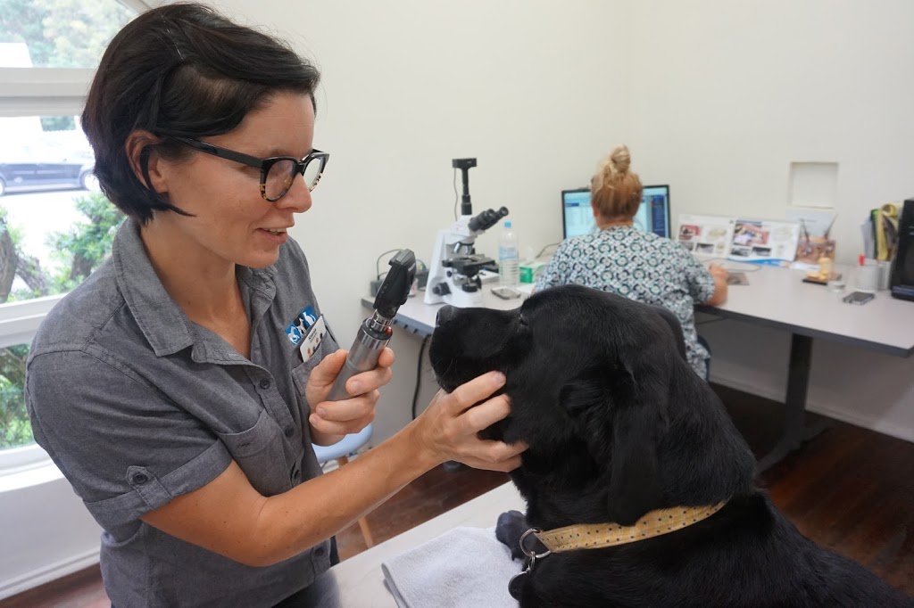 Austinmer Veterinary Hospital | veterinary care | 67 Moore St, Austinmer NSW 2515, Australia | 0242683353 OR +61 2 4268 3353