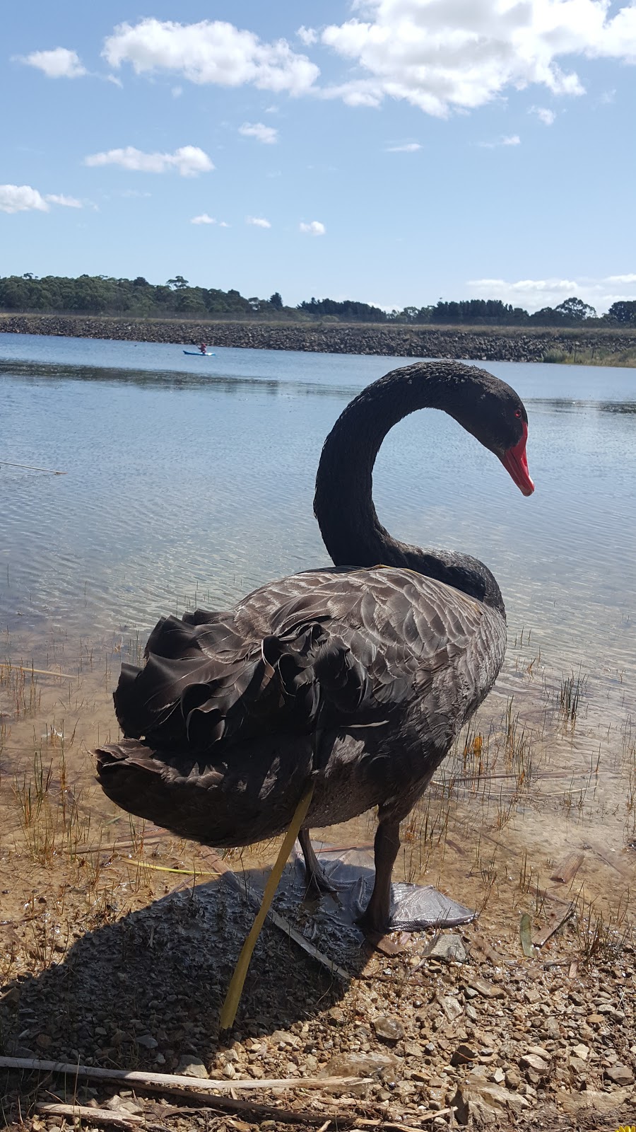 Devilbend Reservoir Melbourne Water | 470 Derril Rd, Moorooduc VIC 3933, Australia | Phone: (03) 5978 8234