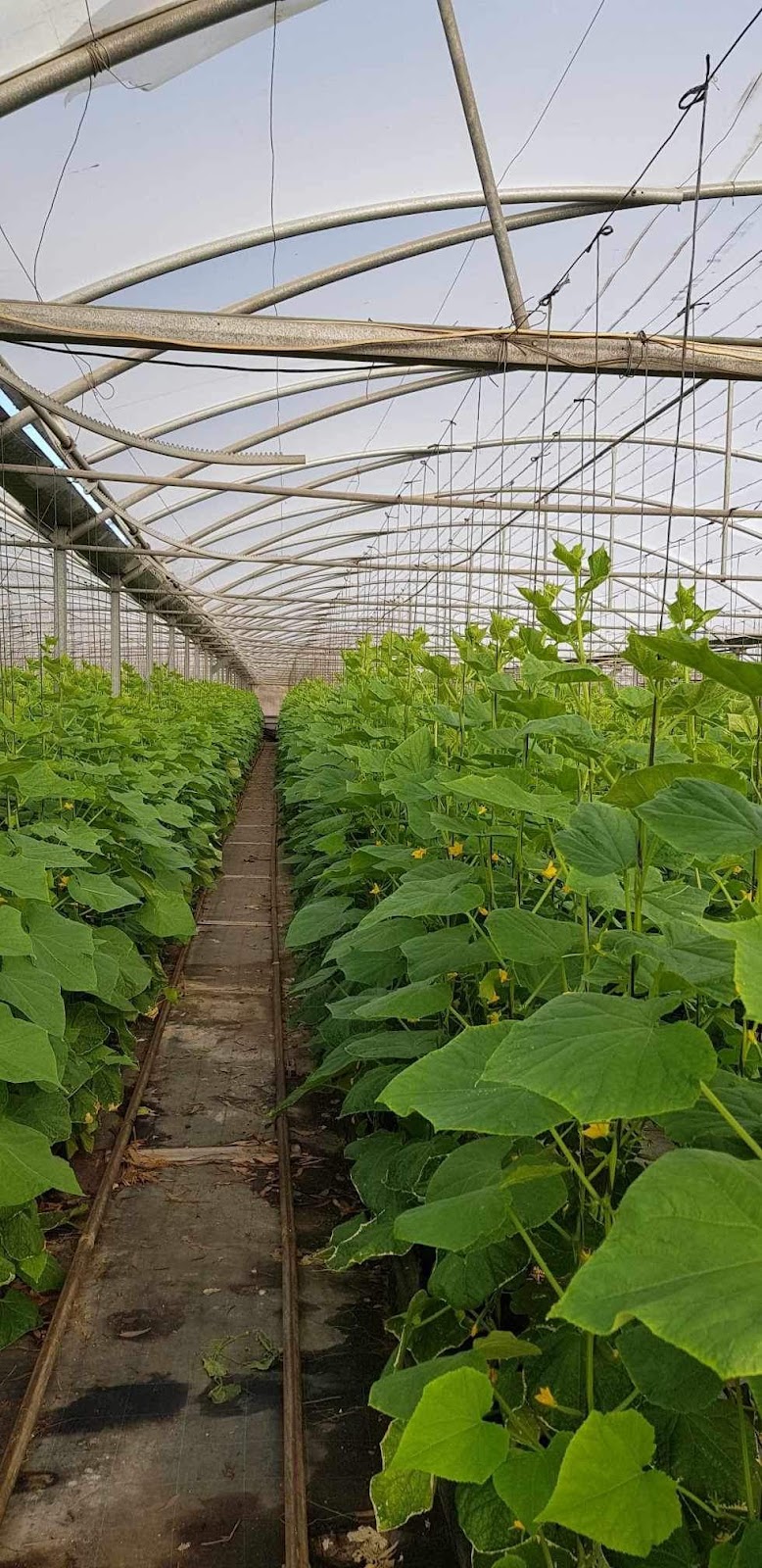 Teds Greenhouses | 65 Pratten St, Kemps Creek NSW 2178, Australia | Phone: 0416 201 117
