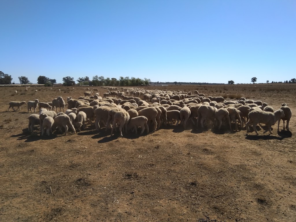 Fairview Tullamore owned by Bill and Lyn Edwards. |  | Tullamore NSW 2874, Australia | 0268925258 OR +61 2 6892 5258