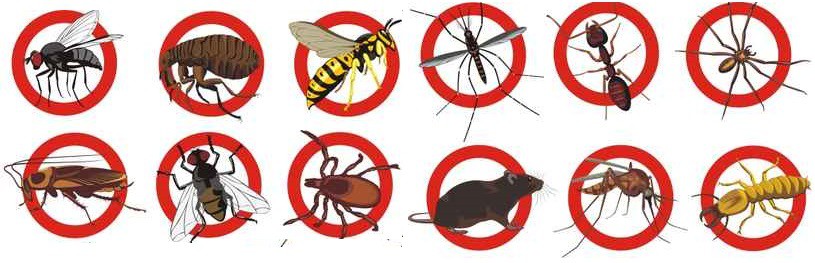 OCG Solutions, Termite Inspections and Pest Control | 27 Dakota Pl, Raby NSW 2566, Australia | Phone: 0403 548 375