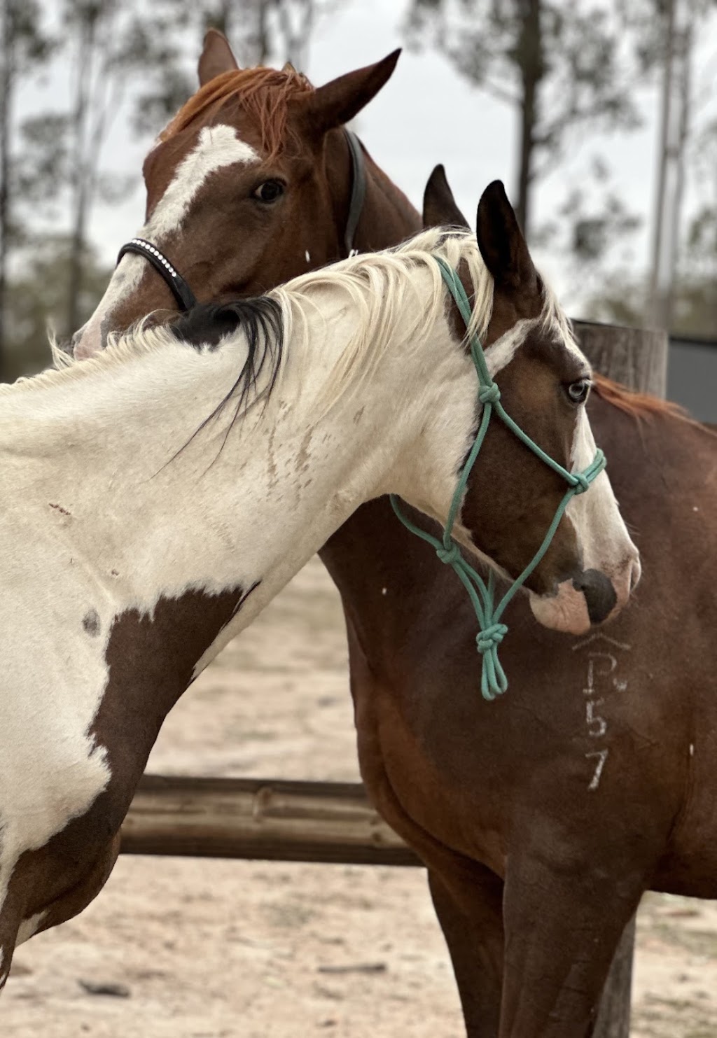 Hearts and Hooves Equestrian Centre | 77 Kangaroo Creek Rd, Coutts Crossing NSW 2460, Australia | Phone: 0415 617 792