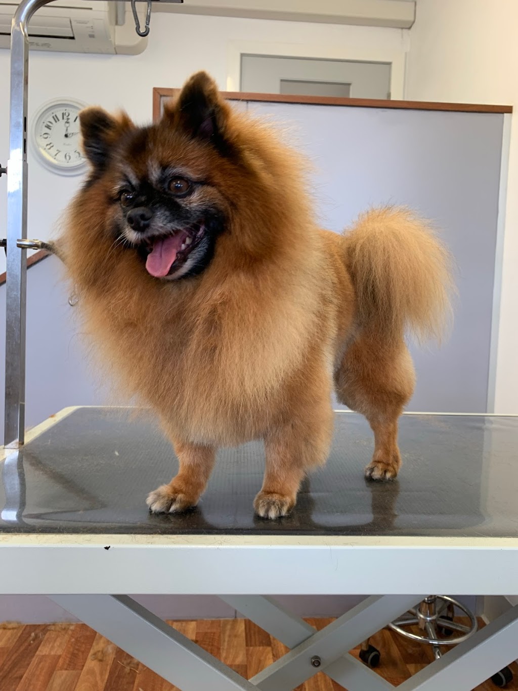 Pooch Paradise Dog Grooming |  | 19 Willai Way, Maryland NSW 2287, Australia | 0488259782 OR +61 488 259 782