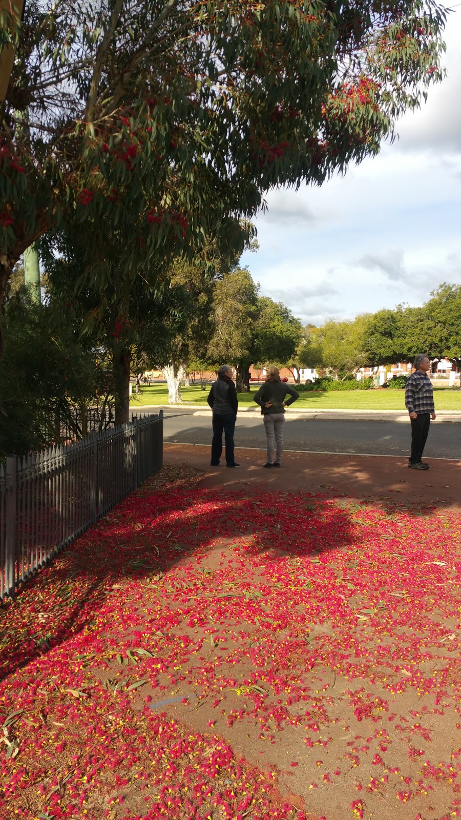 Memorial Park | park | 9 Williams Rd, Narrogin WA 6312, Australia