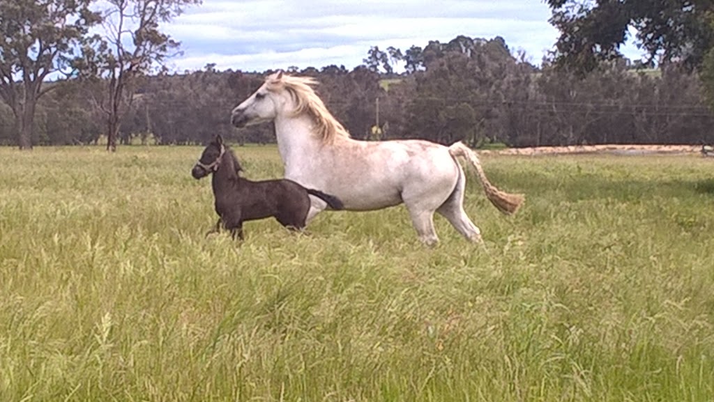 Antyk Equestrian Service | 1498 Greenbushes-Boyup Brook Rd, Catterick WA 6255, Australia | Phone: 0407 427 536