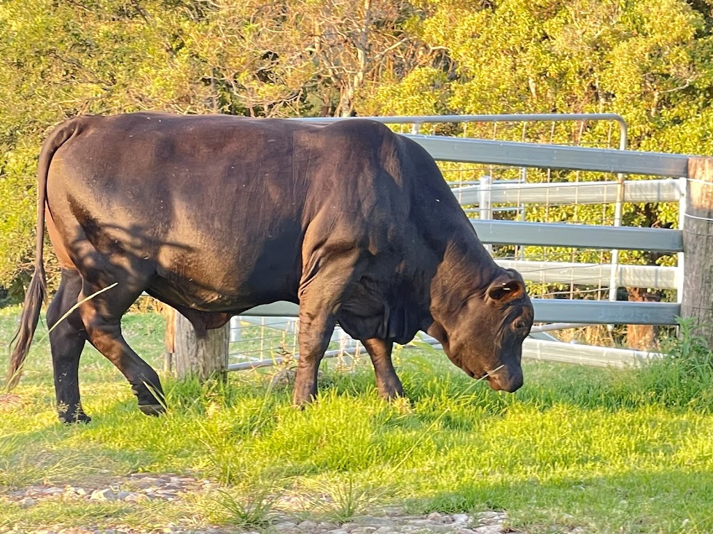 Greenhollow Brangus | Koplick Rd, Running Creek QLD 4287, Australia | Phone: 0403 054 845