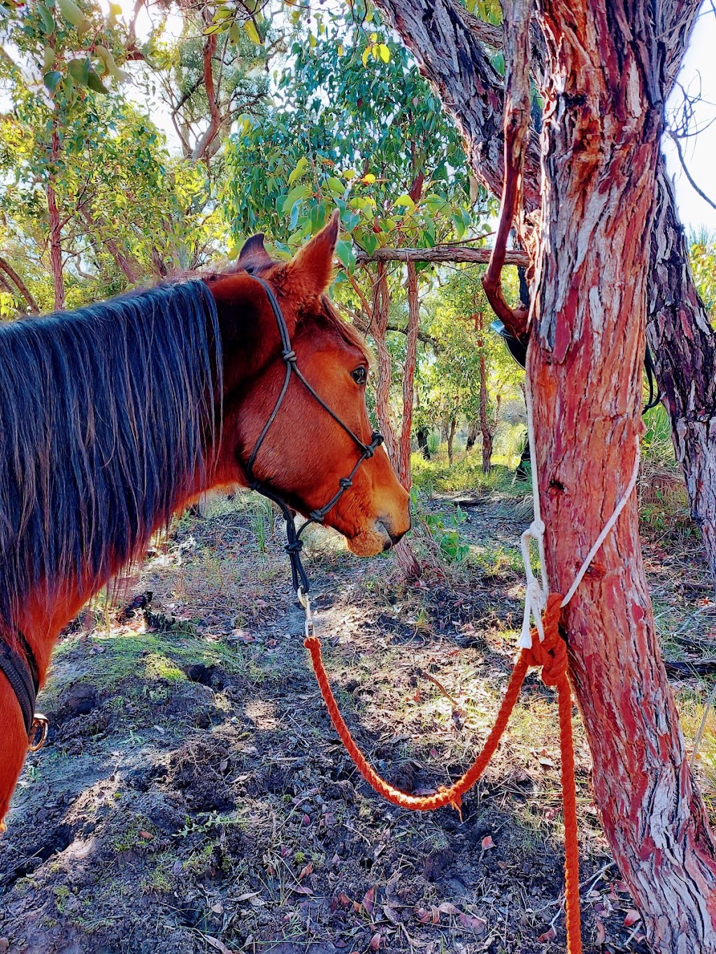 Outback Horse Trails |  | 480 Harris River Rd, Collie WA 6225, Australia | 0429476674 OR +61 429 476 674
