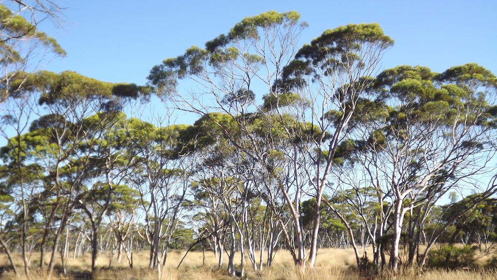 The Great Western Woodlands | 117 Roberts St, Norseman WA 6443, Australia | Phone: 0400 908 834