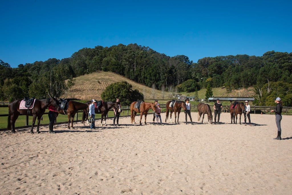 AK Equine | 310 Left Bank Rd, Mullumbimby NSW 2482, Australia | Phone: 0413 959 708