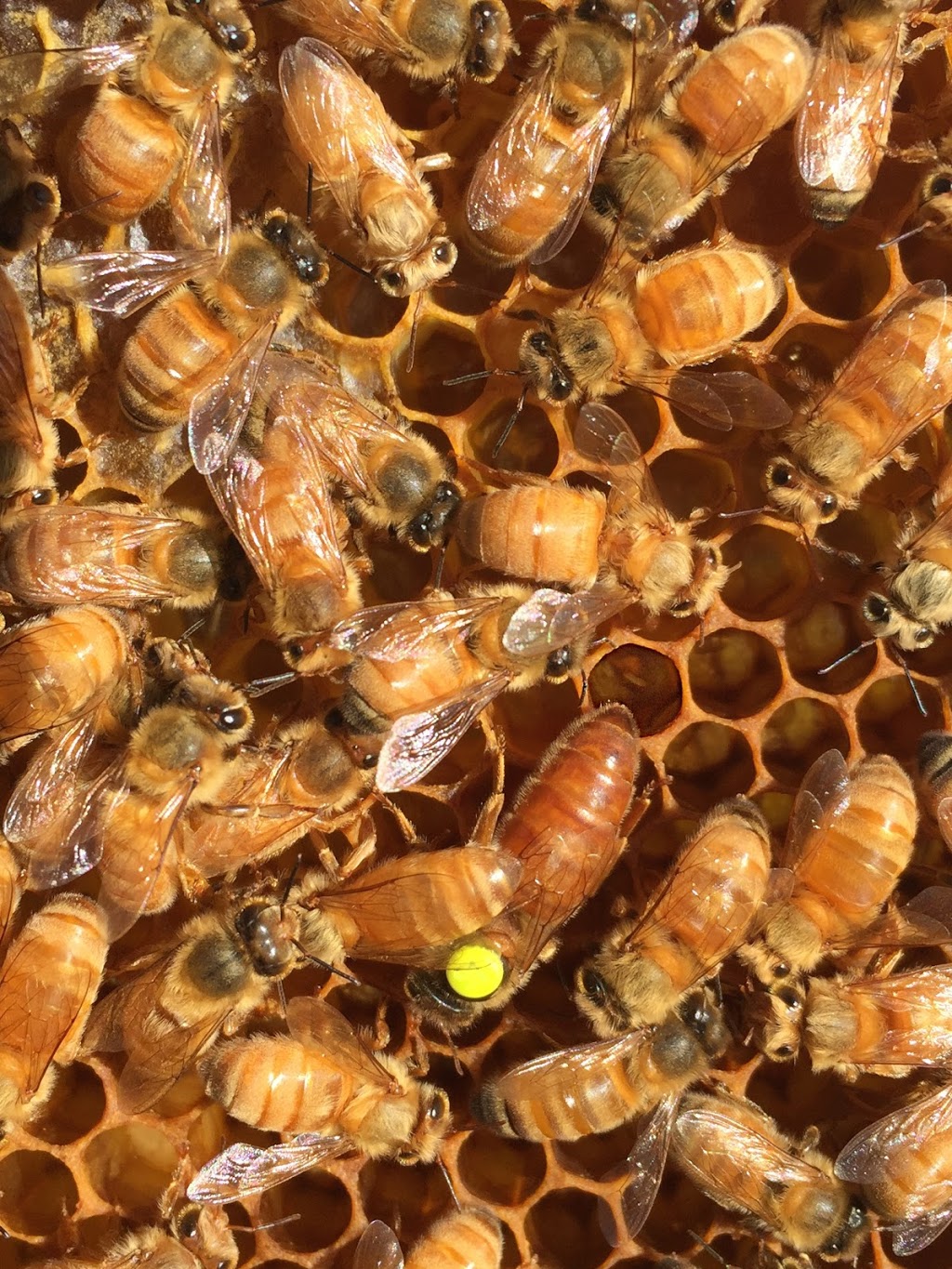 The Bee Lady Apiaries | 146 Fischer Rd, Carbrook QLD 4130, Australia | Phone: 0400 833 017