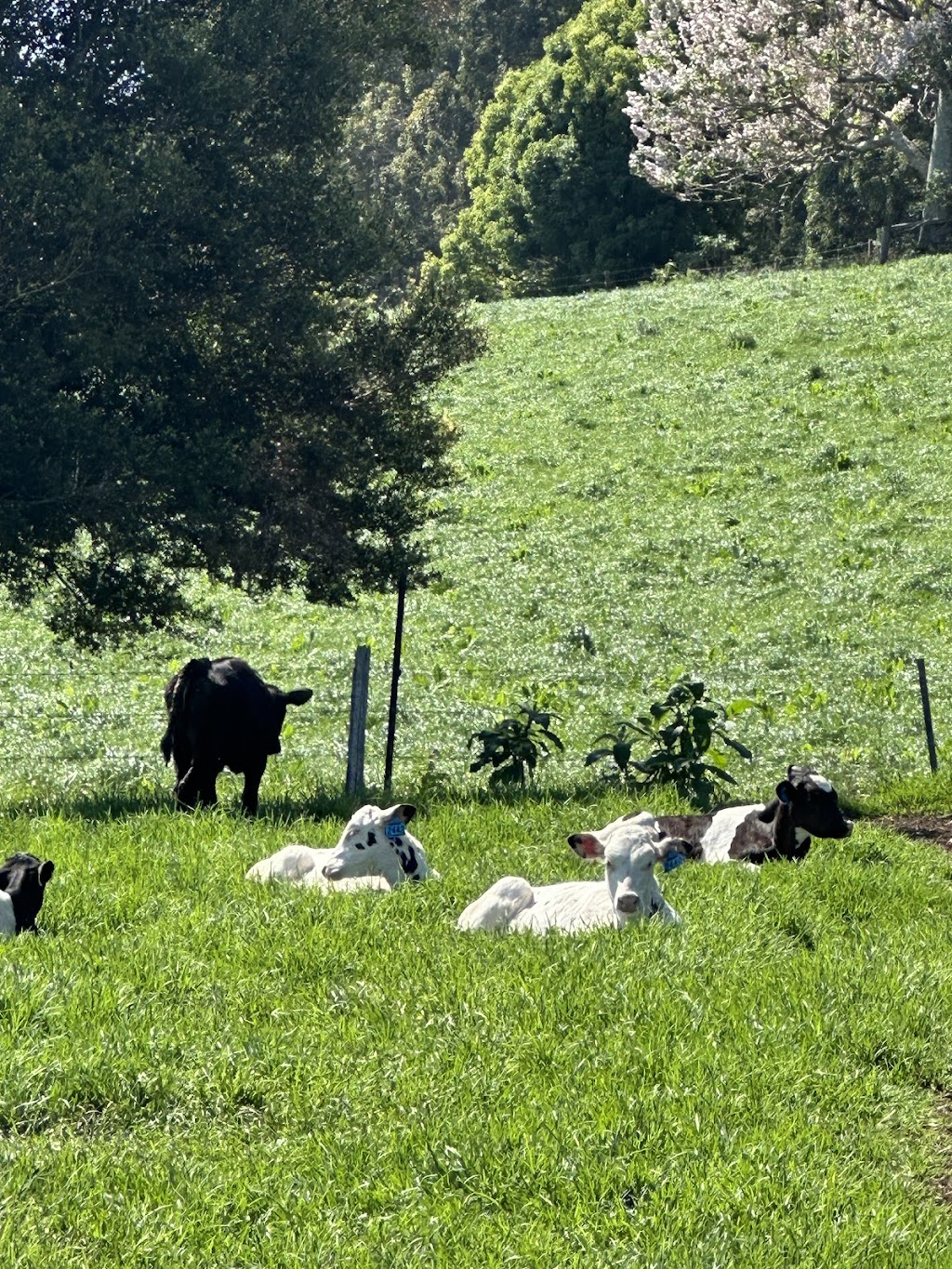 The Dairy, Johns River | Stewarts River Rd, Johns River NSW 2443, Australia | Phone: 0402 830 190