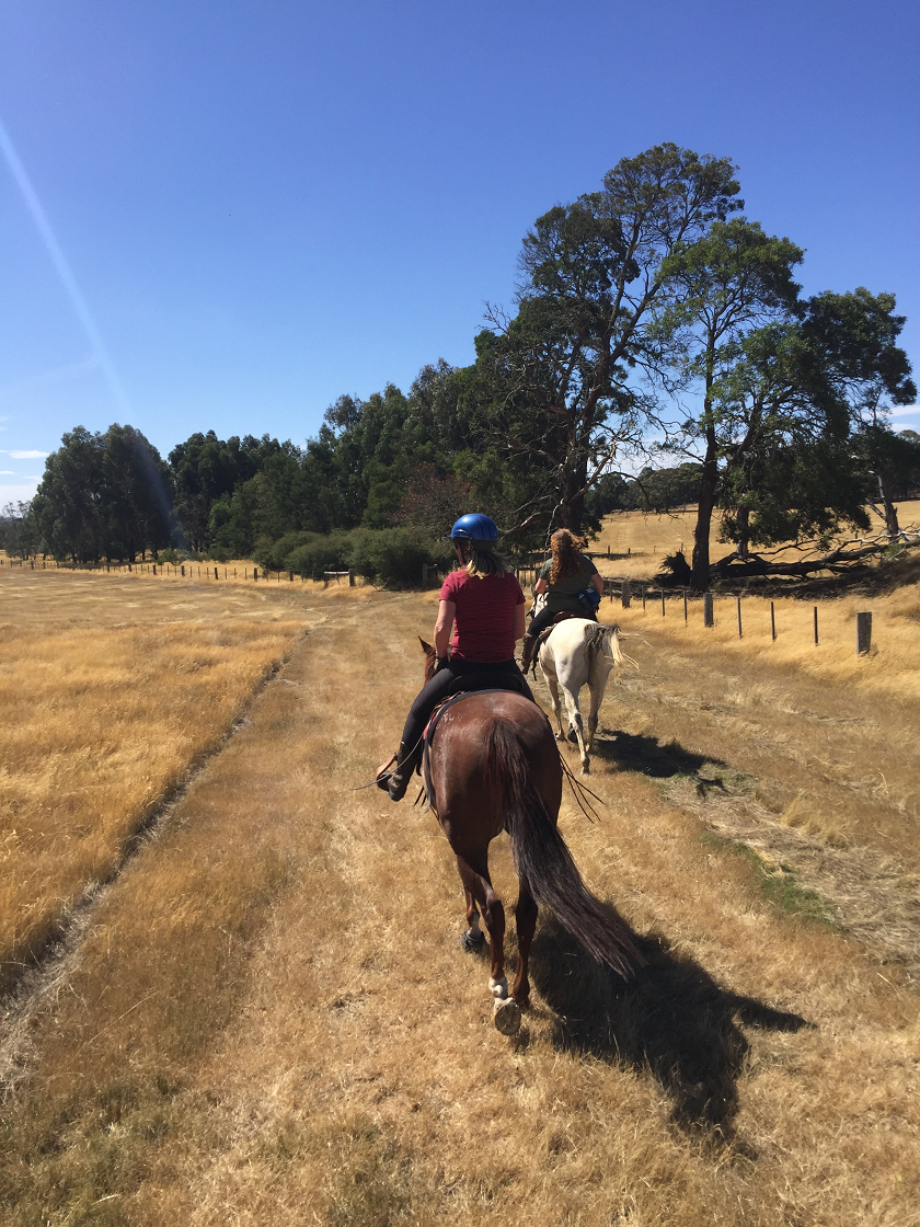 Equine Care Clinic Pty. Ltd. |  | 96 Diamonds Rd, Lal Lal VIC 3352, Australia | 0408554823 OR +61 408 554 823