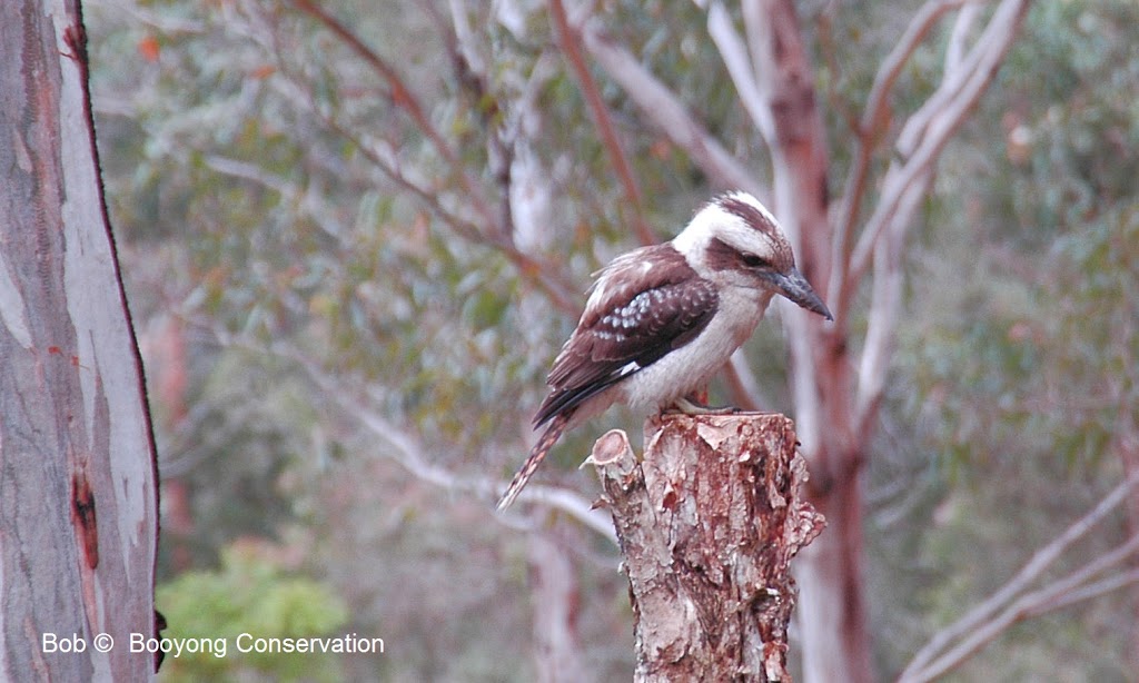 Booyong Conservation Retreat | lodging | 676 Comboyne Rd, Byabarra NSW 2446, Australia | 0422627026 OR +61 422 627 026