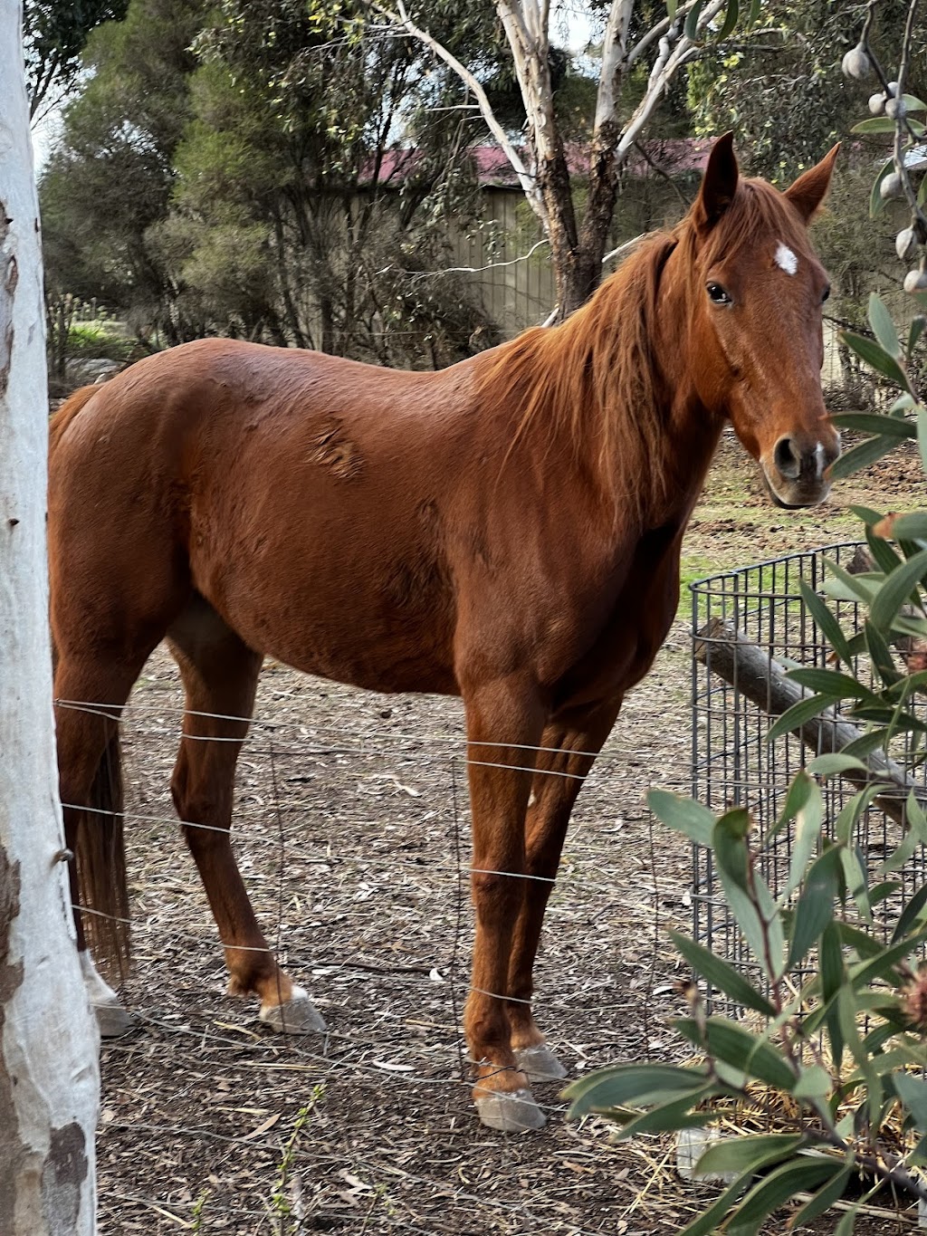 neighworries | 10 West Gateway, Lara VIC 3212, Australia | Phone: 0423 612 280