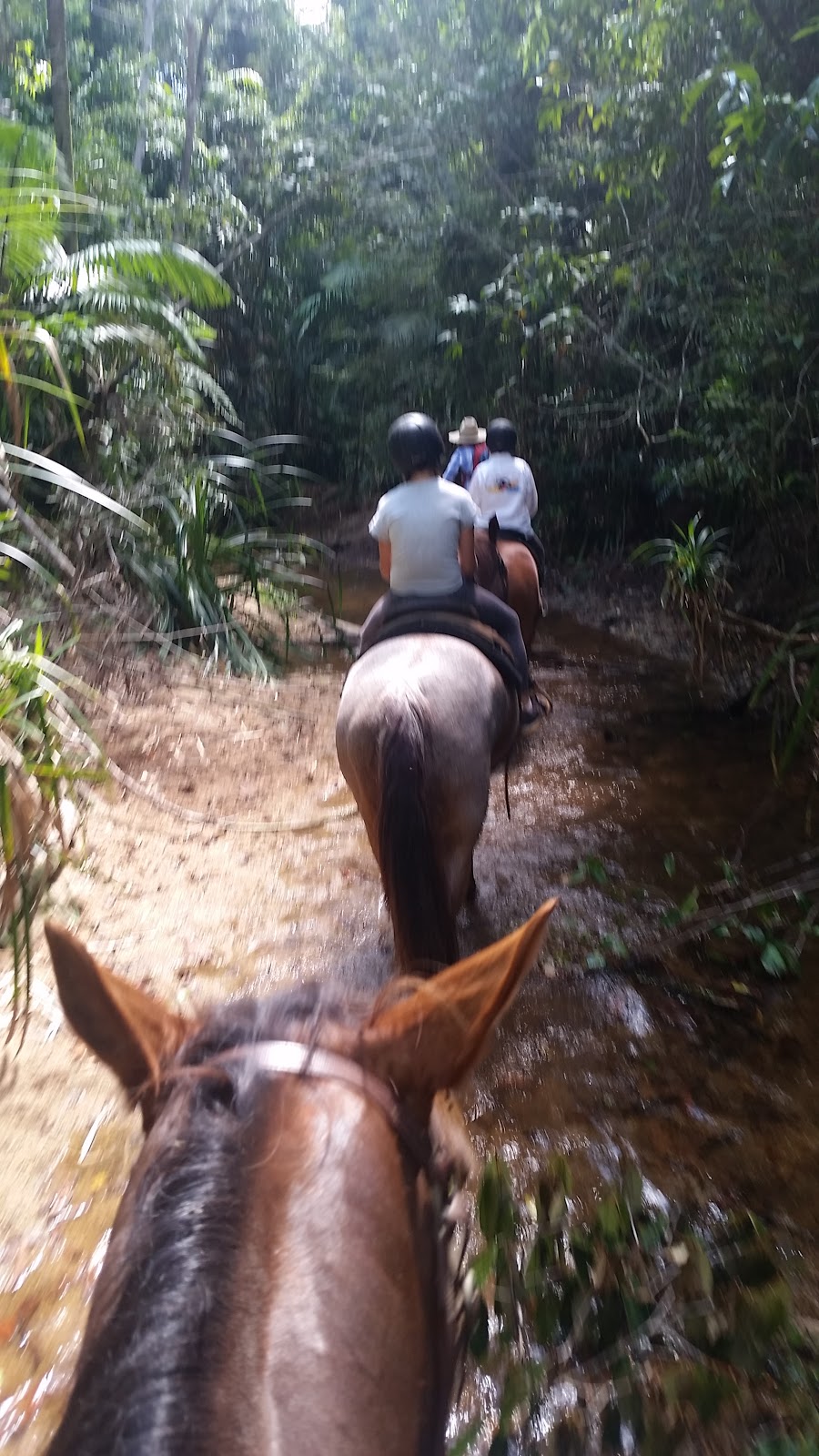 Reinsdown Horse Riding |  | 75 Aerodrome Rd, Tully QLD 4854, Australia | 0436375989 OR +61 436 375 989