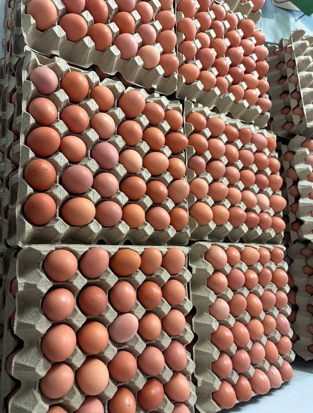 Akle eggs | 146B Clifton Ave, Kemps Creek NSW 2178, Australia | Phone: 0407 366 511