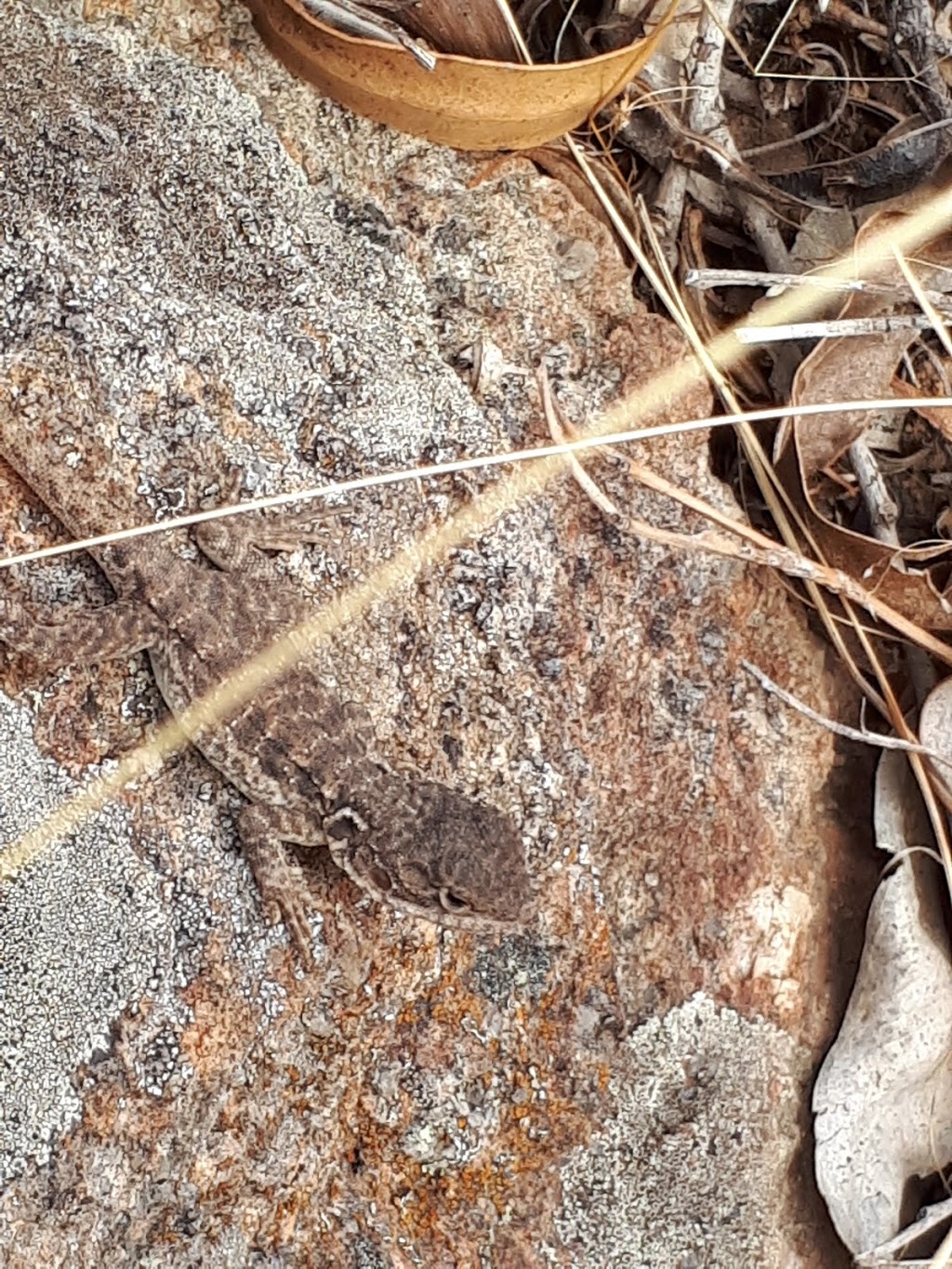 Lizard Rock | park | Yattalunga SA 5114, Australia