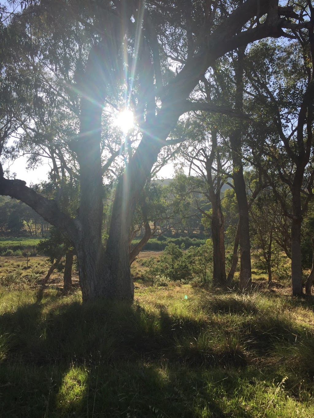 Spring Creek Walking Track | park | Beechworth VIC 3747, Australia