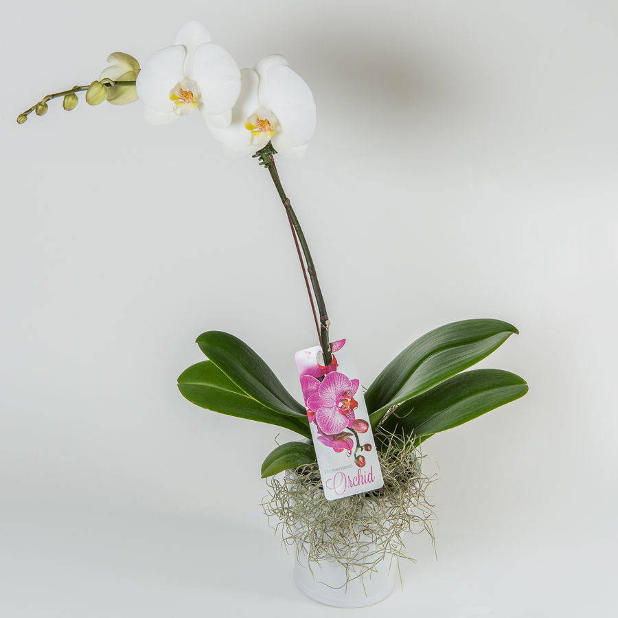 Sweet Violets | florist | shop 4/1380 Pacific Hwy, Turramurra NSW 2074, Australia | 0294498615 OR +61 2 9449 8615