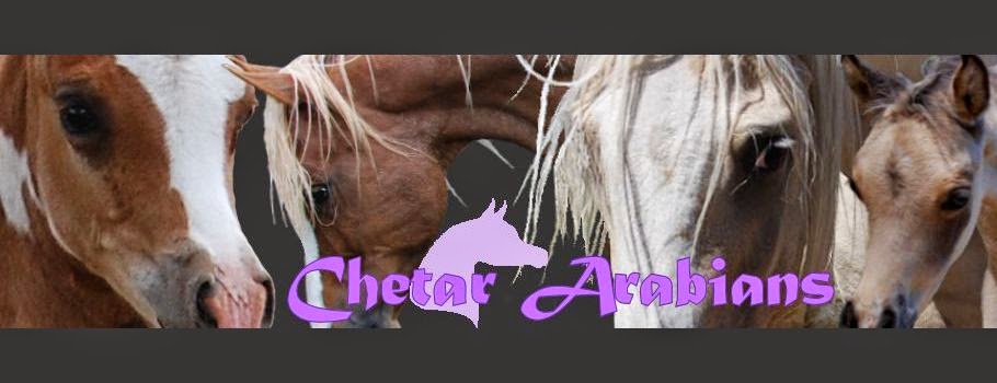 Chetar Arabians | travel agency | 74 Colcott St, Timboon VIC 3268, Australia | 0488985484 OR +61 488 985 484