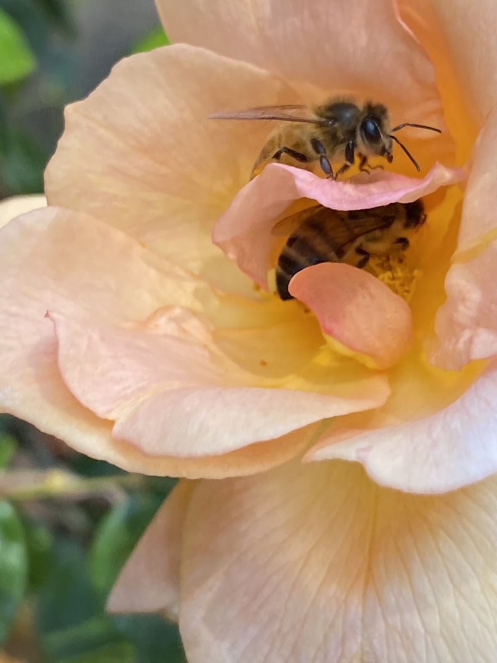 Arthurs Creek Bees and Honey | Arthurs Creek Rd, Arthurs Creek VIC 3099, Australia | Phone: 0419 567 308