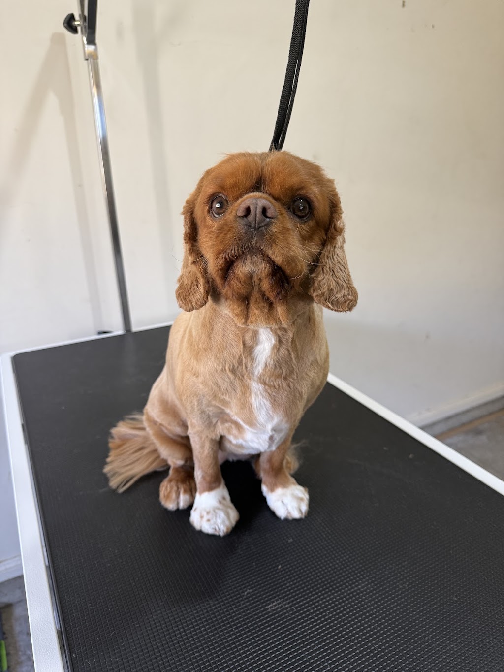 The Pamper Pup House | 680 Arina Rd, Bargo NSW 2574, Australia | Phone: 0493 308 557