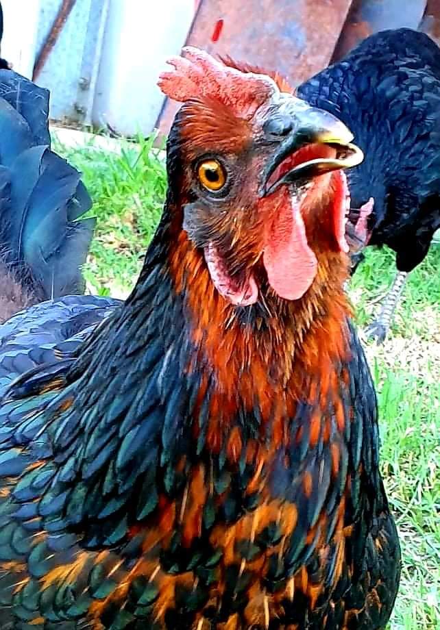 Mayers Well Poultry | 233 Jansens Rd, Mount Ossa QLD 4741, Australia | Phone: 0494 014 711