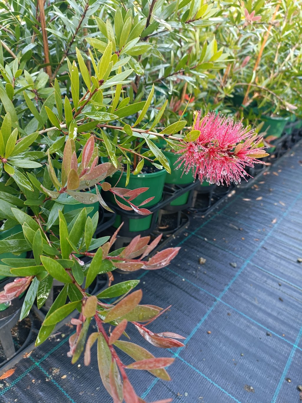 Green and Gold Natives | 26 Coburg Rd, Canungra QLD 4275, Australia | Phone: 0403 415 811