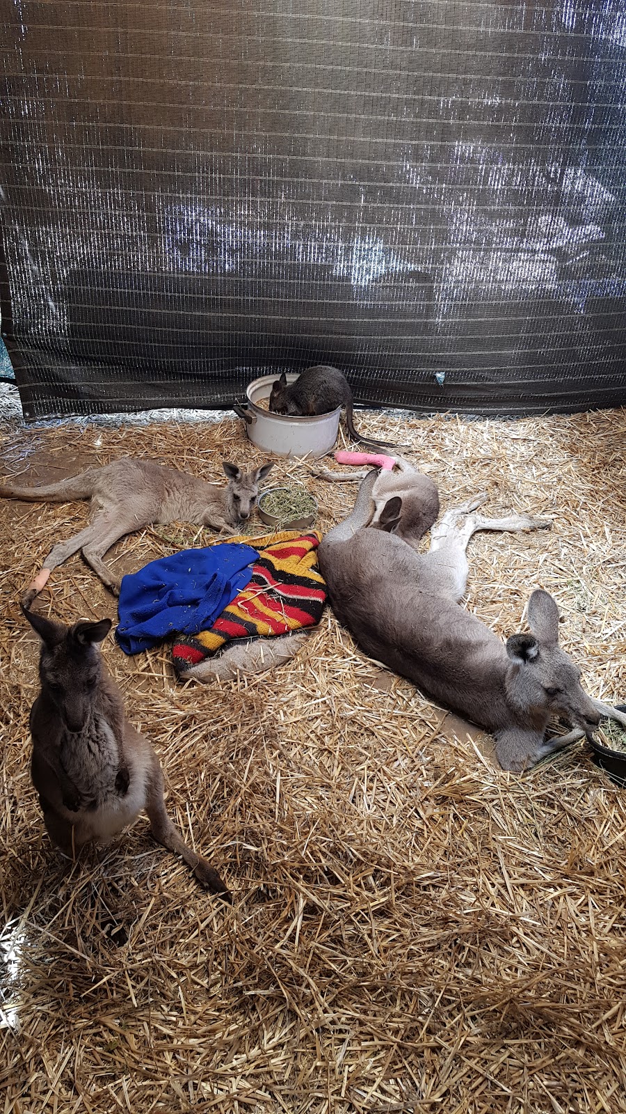 McIntyre Wildlife Shelter | 2906 Dunolly-Wedderburn Rd, McIntyre VIC 3472, Australia | Phone: 0427 541 102